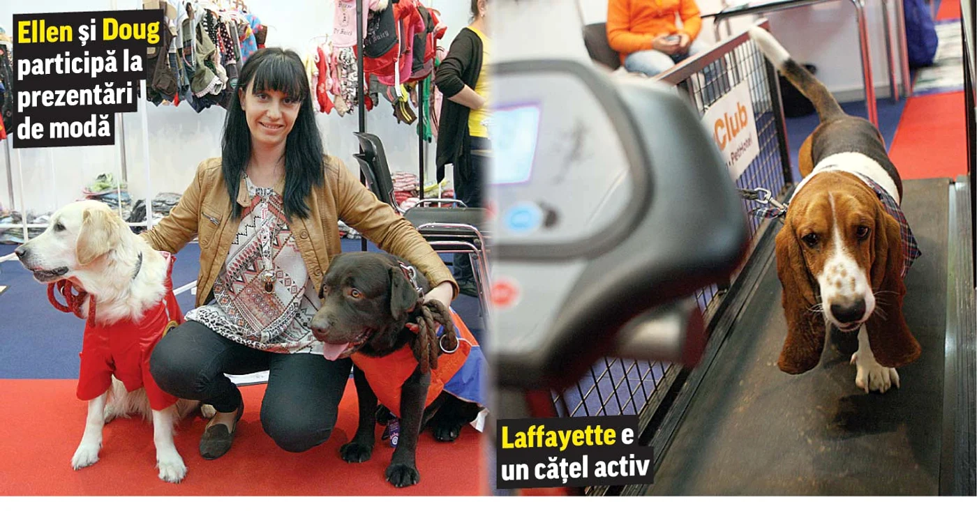 
    Fotografii: David Muntean   