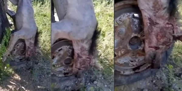 Aşa arată ciudatal animal  ucis la Oancea FOTO captură video