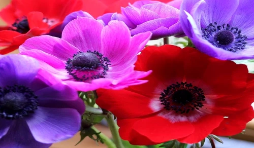 anemone 5 jpg jpeg