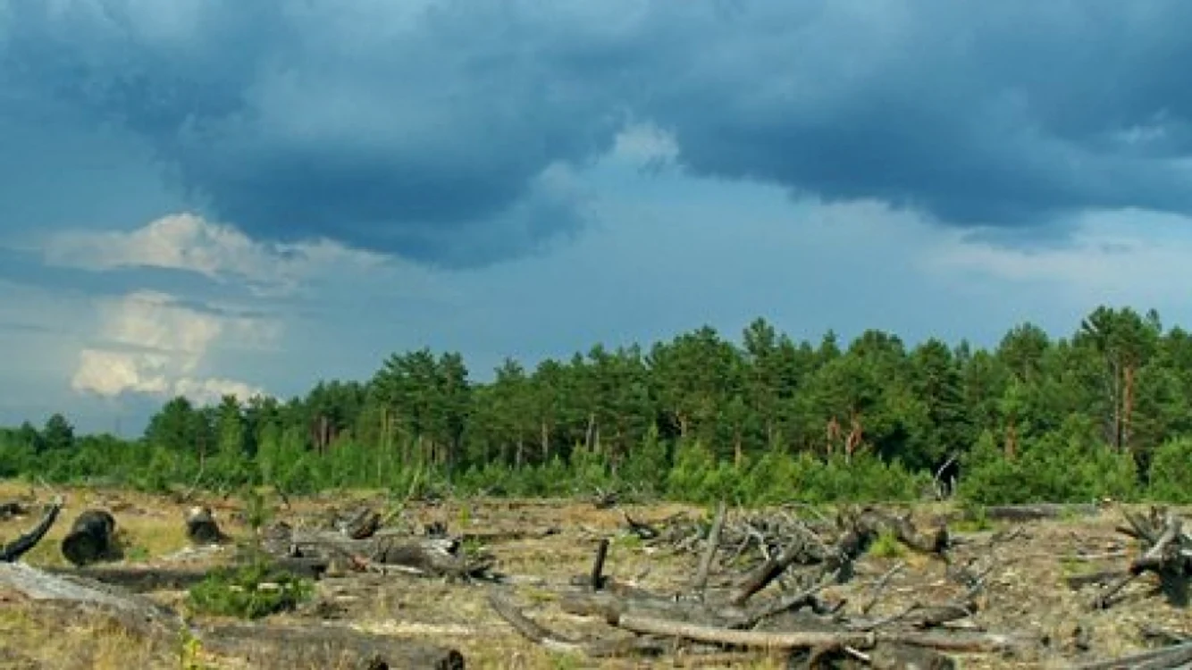 Pădurile radioactive din Ucraina FOTO: BBC
