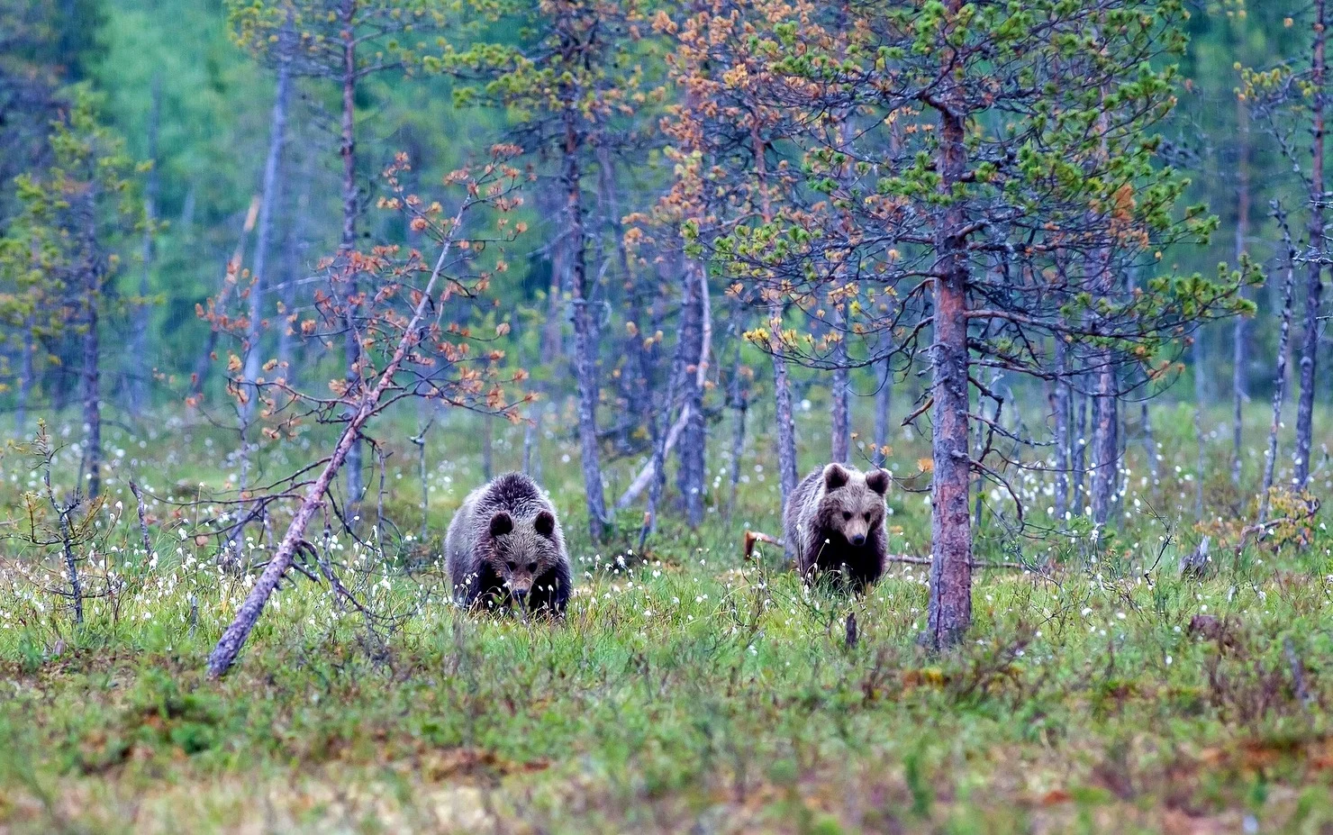 Invazie de urși într-un oraș din Valea Jiului. Oamenii se închid în case noaptea de teamă: „Au dat nas în nas cu ei”