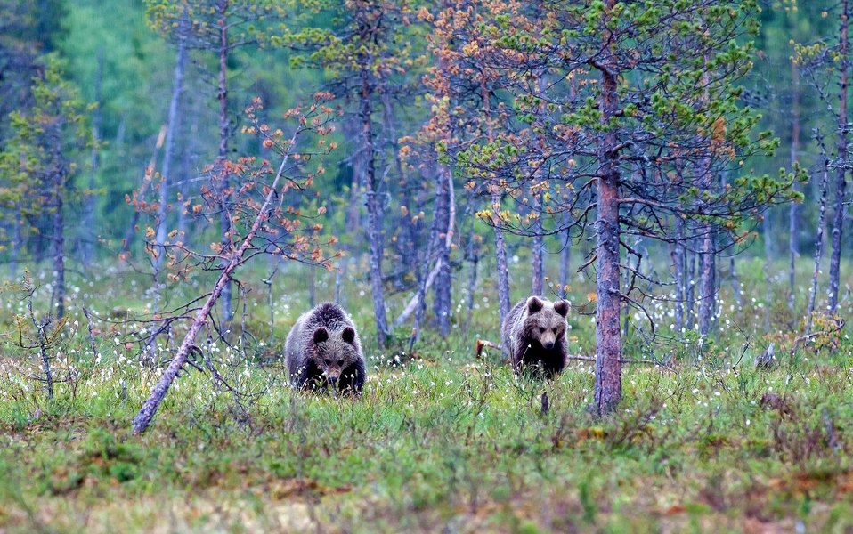 Invazie de urși într-un oraș din Valea Jiului. Oamenii se închid în case noaptea de teamă: „Au dat nas în nas cu ei”