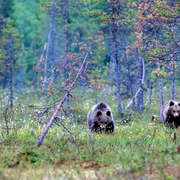 Ursii   Foto Pixabay com jpg