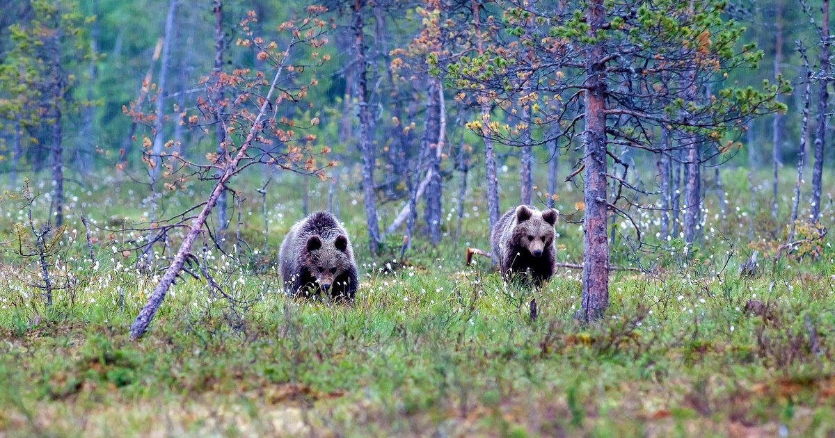Urșii invadează un oraș din Valea Jiului: locuitorii se tem să iasă noaptea