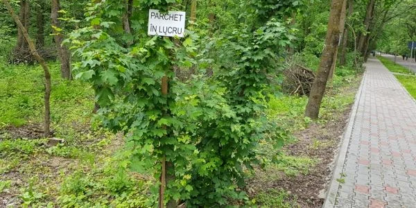 crangul petresti lemn