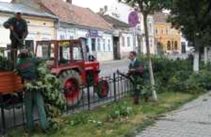 Tăierile de copaci i-au nemulţumit pe locuitorii Târgu-Mureşului