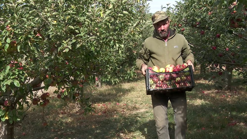 Paradoxuri românești: livezi din belșug, mere din import. „Din păcate, nu e loc pentru toate fructele din grădină”