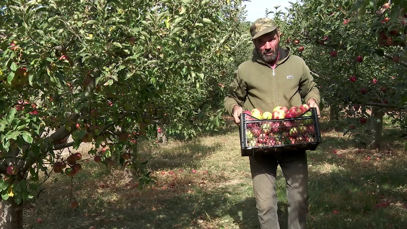 Producătorii de mere nu au depozite pentru toată recolta. SURSA I. Bunilă