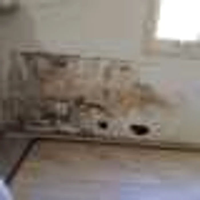 mucegai in casele aveo FOTO smh.com