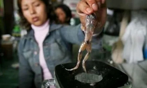 7 leacuri vechi şi bizare    jpeg