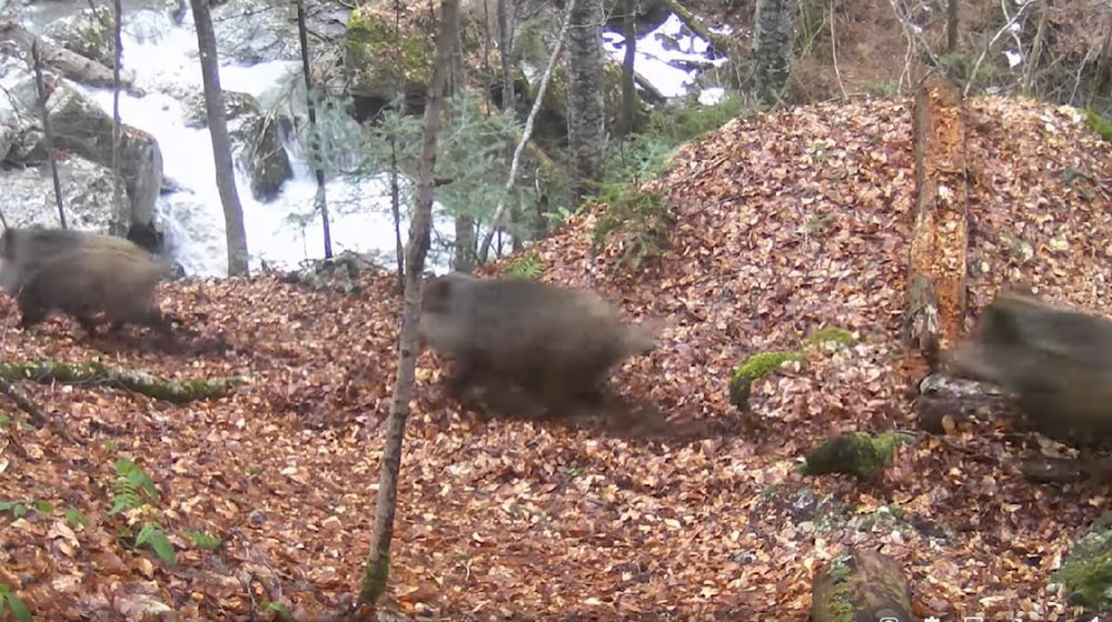 Turmă de mistreți surprinsă în Parcul Natural Bucegi - Forest Jogging VIDEO