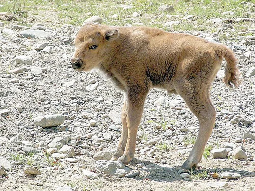 Rori, primii paşi