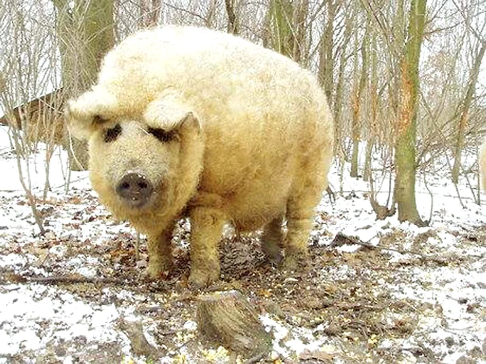 Porcul de Mangaliţa este crescut în special pentru grăsime (fotografii: agrointel.ro)