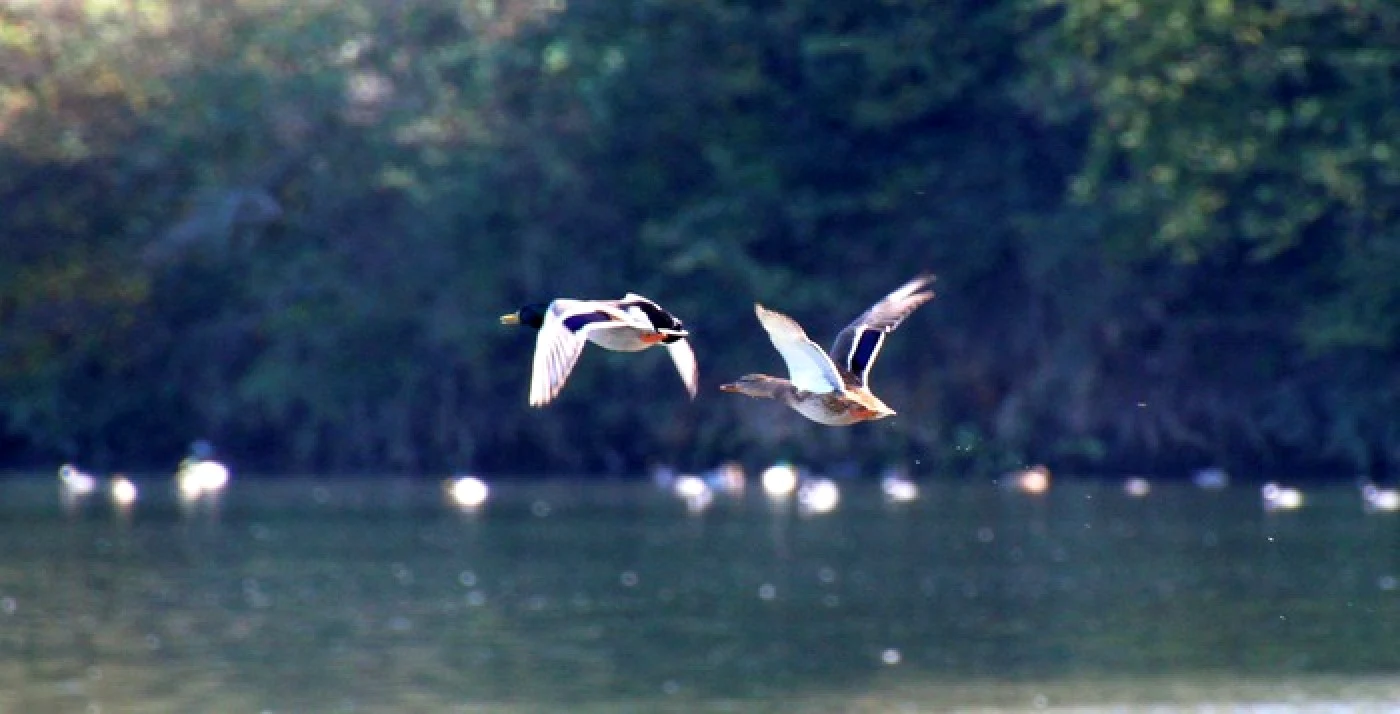 lacul covragiu foto calin pop