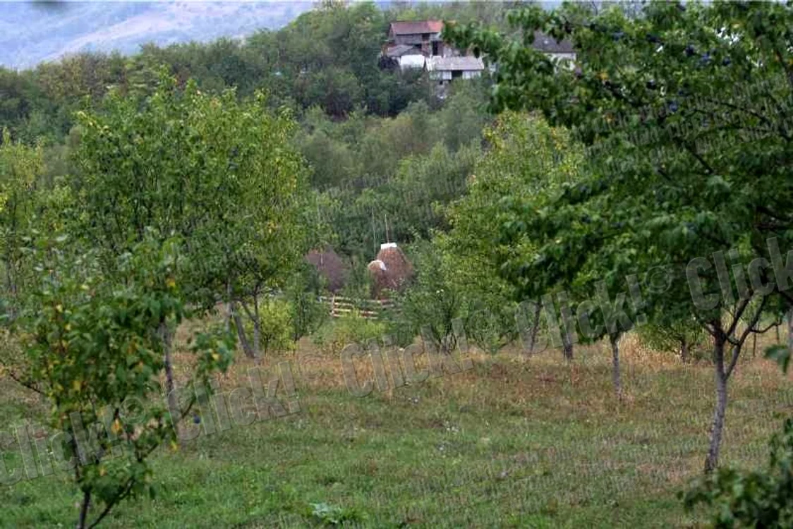 Un om a fost atacat săptămâna trecută în satul Dealul Frumos din Dâmboviţa. (Foto: Dorin Constanda)