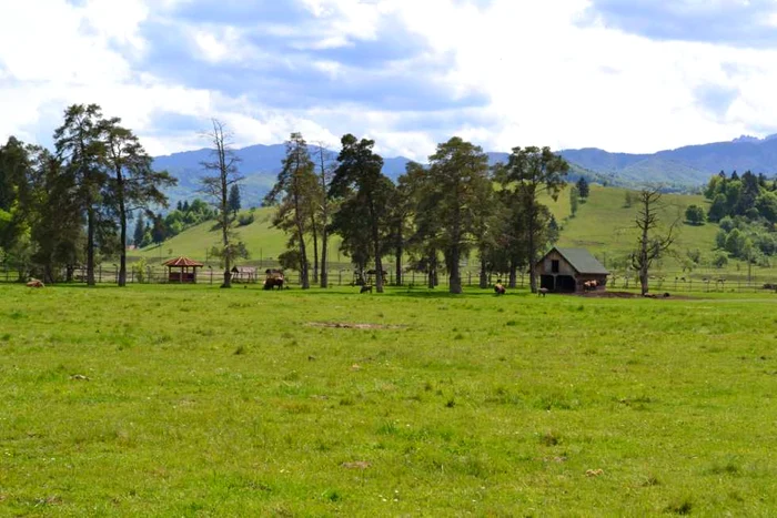 Rezervaţia de Zimbrii de la Vama Buzăului