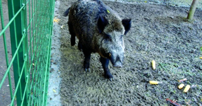 Hunedoara: „Chiriaş” nou în Parcul Bejan
