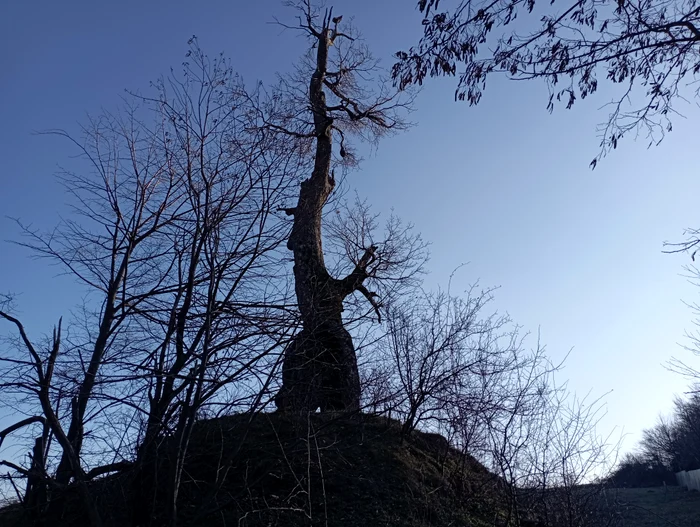 Stejarul lui Coroi de pe Holm FOTO Cosmin Zamfirache