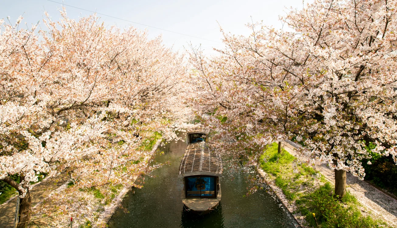 Satul din România celebru pentru cireşii înfloriţi ca în Japonia / foto: Pexels