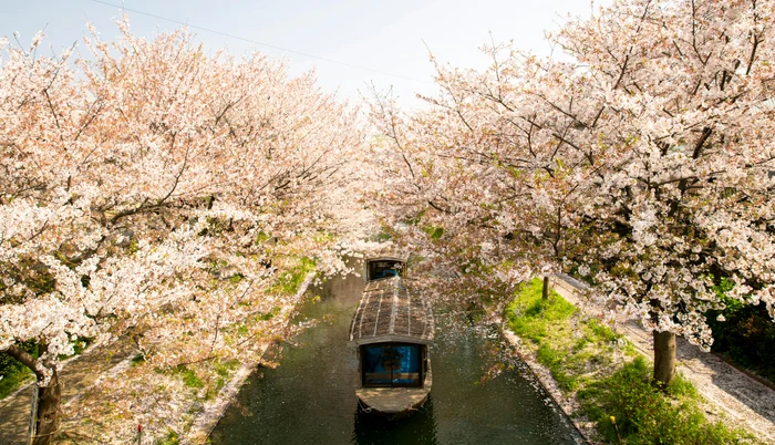 Satul din România celebru pentru cireşii înfloriţi ca în Japonia / foto: Pexels