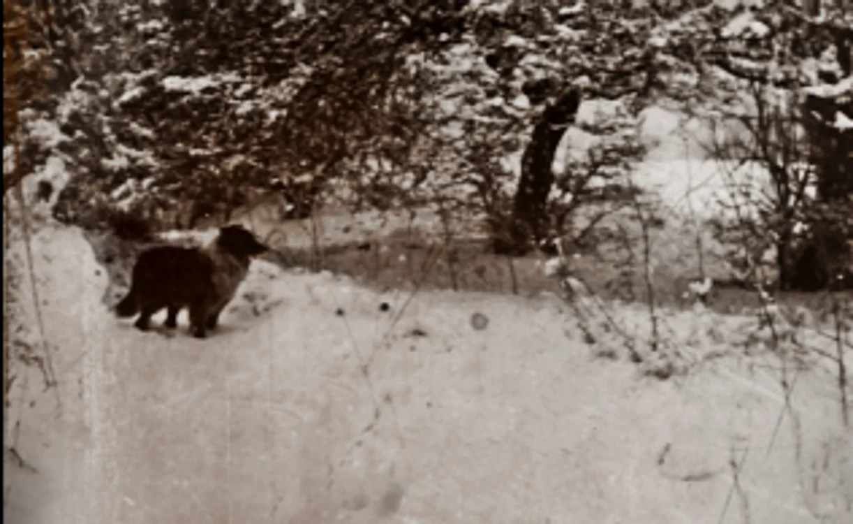 FOTO: Pexels/ Suzy Hazelwood