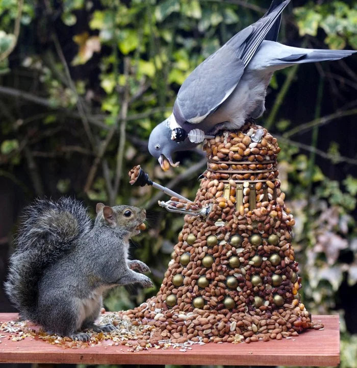 Un porumbel şi-a scos «iubita» veveriţă la masă. Uite cum au fost surprinşi