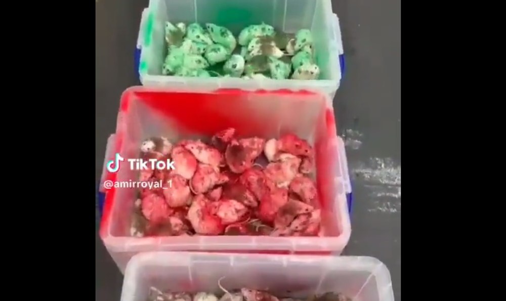 Șoareci vopsiți în culorile Palestinei, eliberați în restaurante fast-food din Anglia VIDEO 