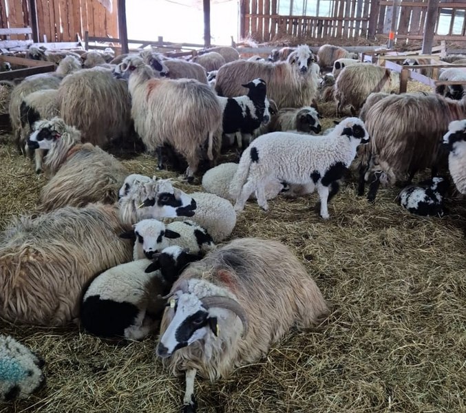 Alertă. Noi focare de pesta micilor rumegătoare