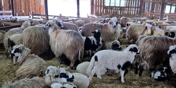 proprietarii de oi din comuna bihoreana sannicolau roman sunt terorizati de hoti foto laura gal 03 jpg