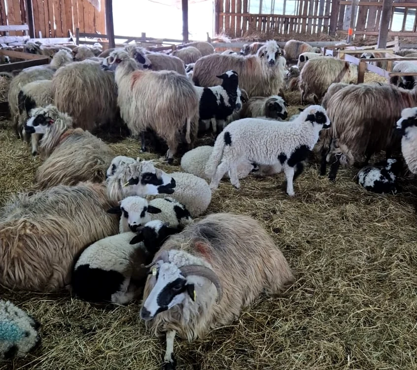 Animalele sunt scoase, noaptea, din ţarcuri şi mânate pe câmp. Foto: Laura Gal