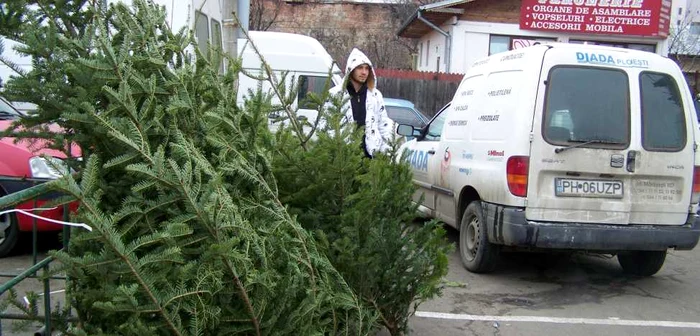 Brazii sunt româneşti sau din import