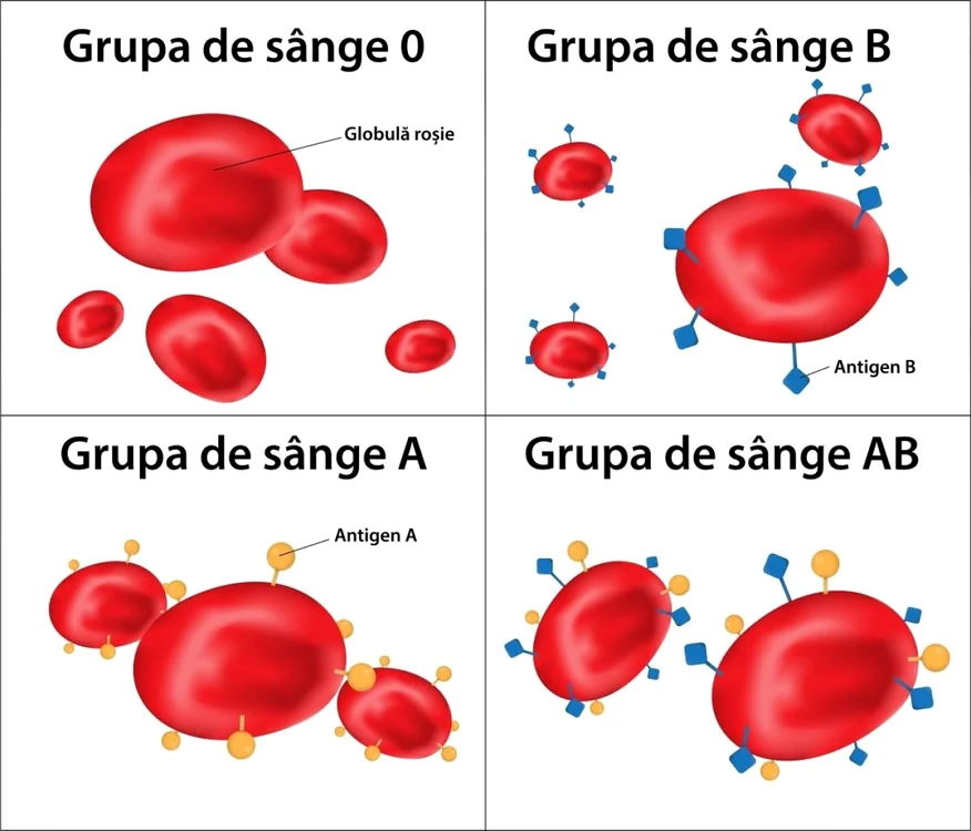 Antigenele care definesc grupele de sânge. FOTO: arhivă