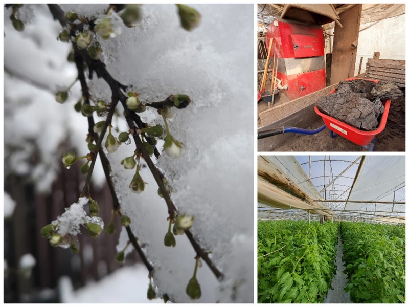 Zăpada de martie a venit cu nopți albe pentru legumicultori, dar semne bune pentru cultivatorii de cereale