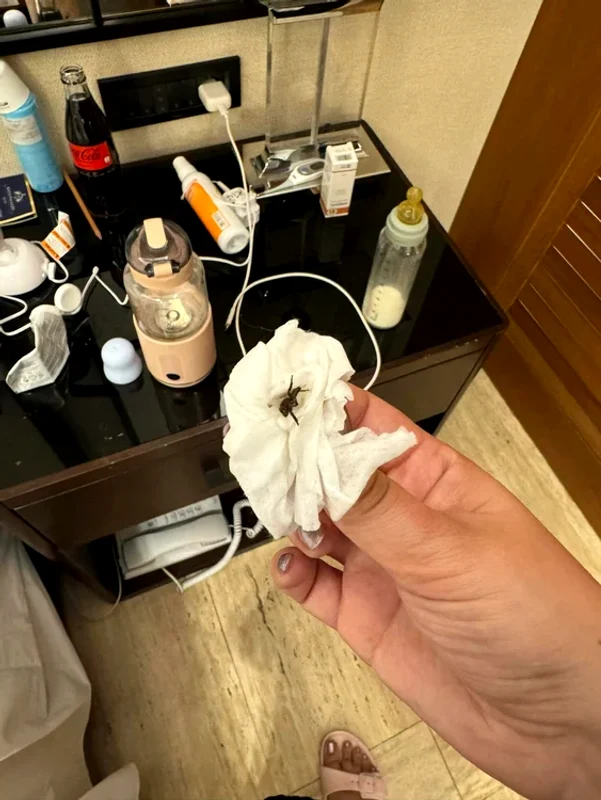 Turiștii români au găsit diverse insecte în camera de hotel