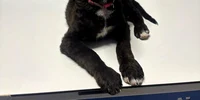 Cățelul a fost transportat la o clinică veterinară Foto Poliția Română jpg