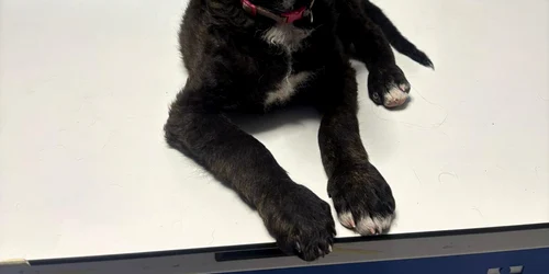Cățelul a fost transportat la o clinică veterinară Foto Poliția Română jpg
