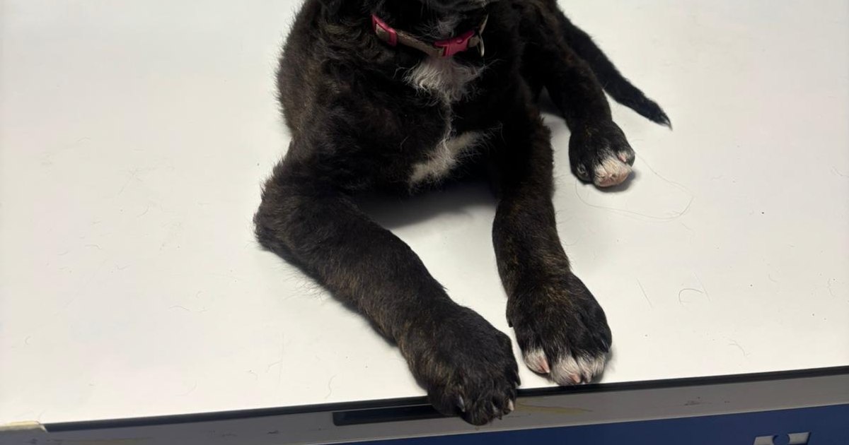 Bătrân de 71 de ani reținut după ce a agresat un câine, acesta a fost internat.