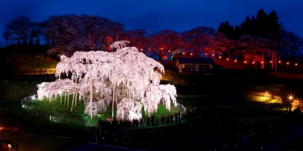 cires japonez/ shuterstock