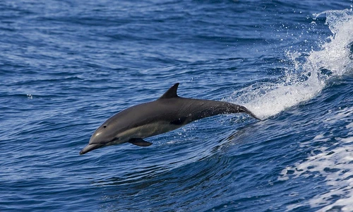 1 77487 original jpg jpeg