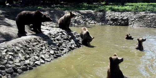 Grădina Zoologică din Timişoara FOTO Ş.Both