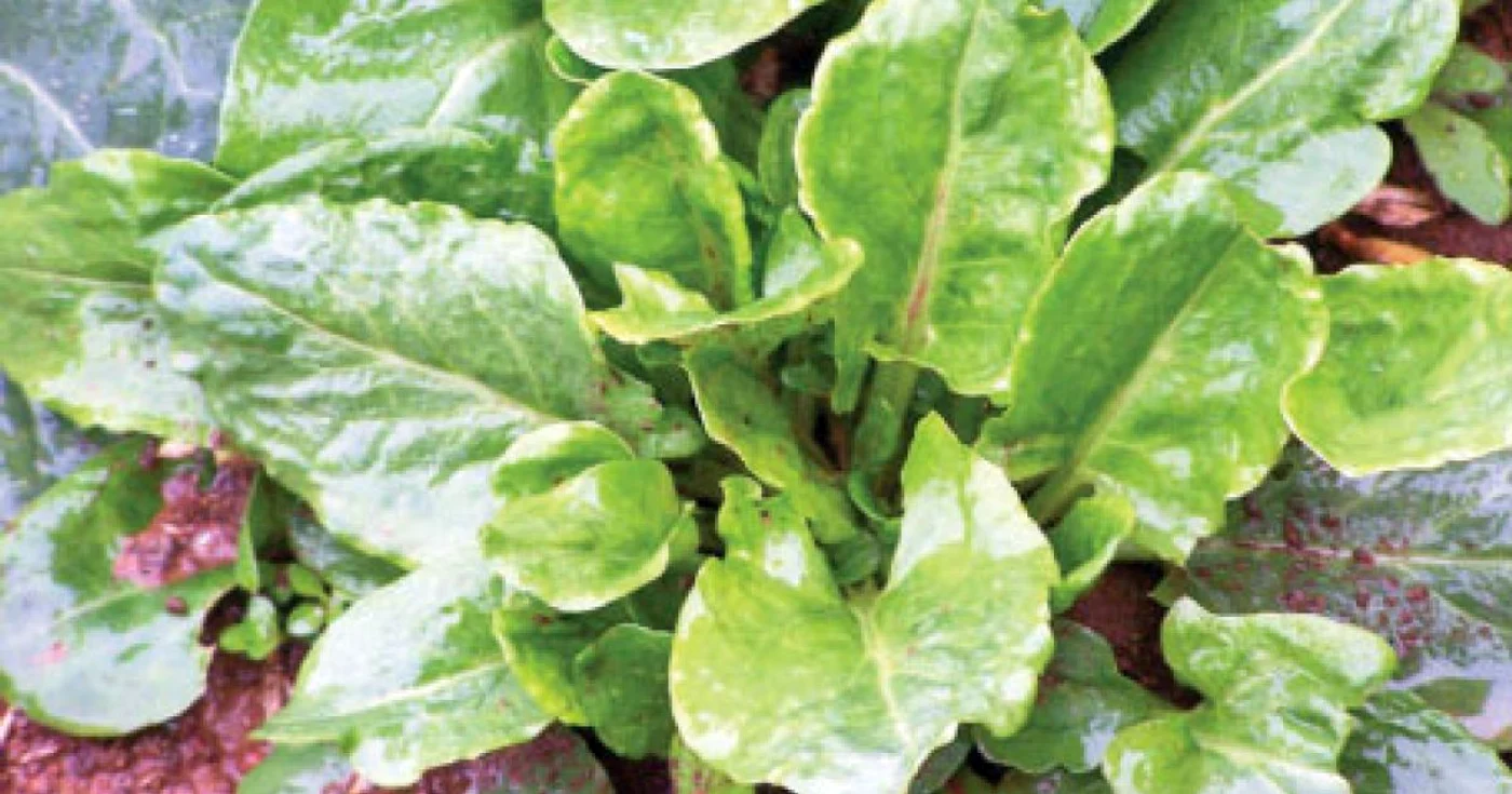 Măcrişul este bogat în vitamina C şi în caroten, antioxidanţi care previn bolile de inimă