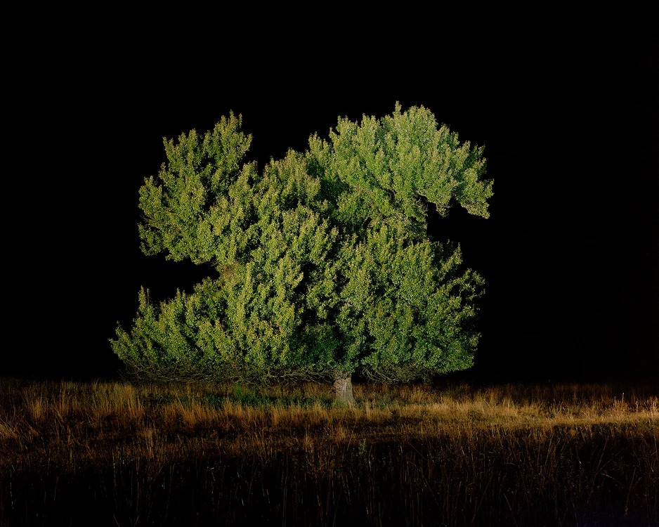 Par de pe pasune, Saschiz, 2015 (2) jpg jpeg
