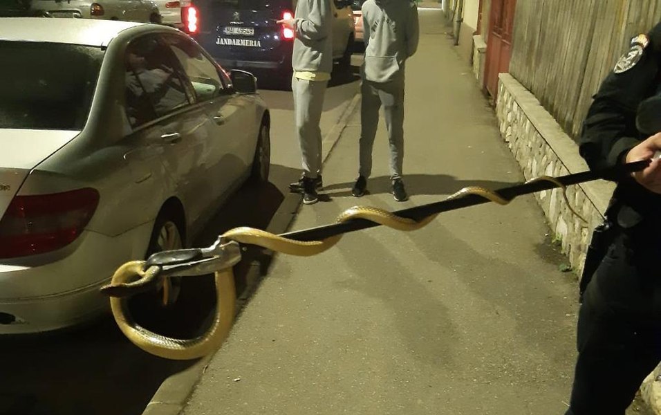  Un șarpe lung de 1,5 metri a fost găsit într-o mașină parcată în apropierea unei școli