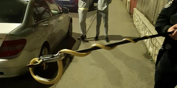 Sarpe Mehedinti jpg