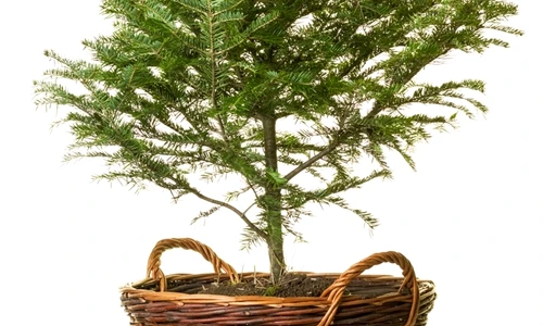 1 66480 original jpg jpeg