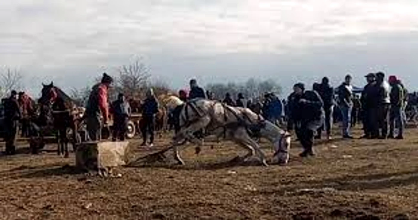 Cazurile de maltratare a cailor s-au înmulțit în ultimul timp în RomâniaFoto: adevarul.ro
