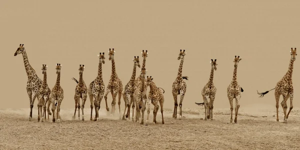 girafa lui sora foto facebook / 1zoom.me