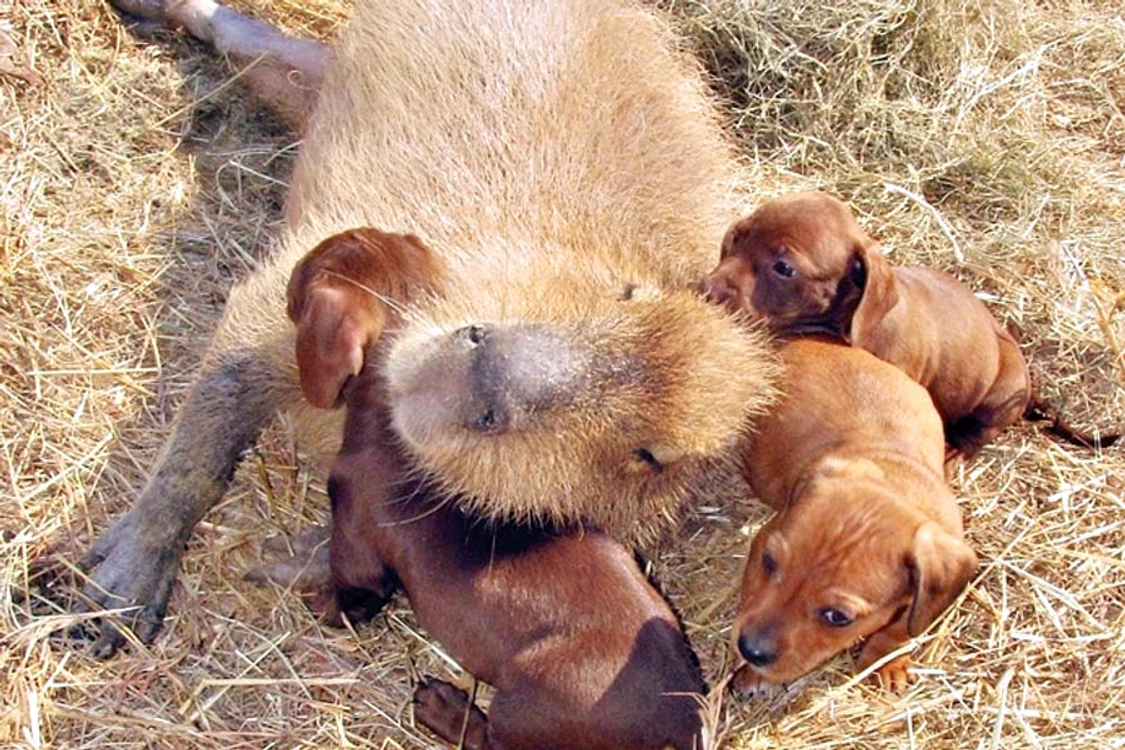 Nimic nu se compară  cu siguranţa pe care  o simte un pui atunci  când e lângă mama lui (Fotografii: Photoland / Wenn / Reuters)