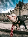 8 the pig 6 jpg jpeg