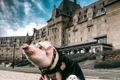 8 the pig 6 jpg jpeg
